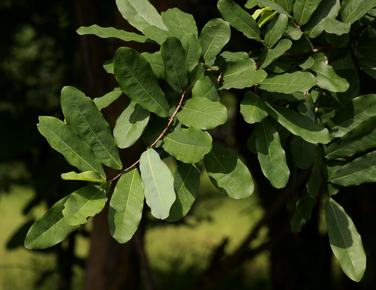 Cleistochlamys kirkii