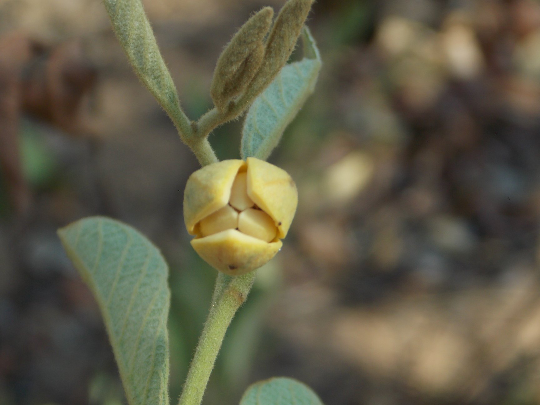 Annona stenophylla subsp. nana