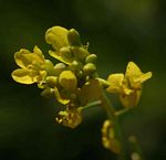 Brassica juncea