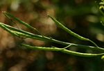 Brassica juncea