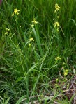 Brassica juncea