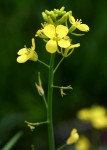 Brassica juncea