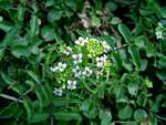 Rorippa nasturtium-aquaticum