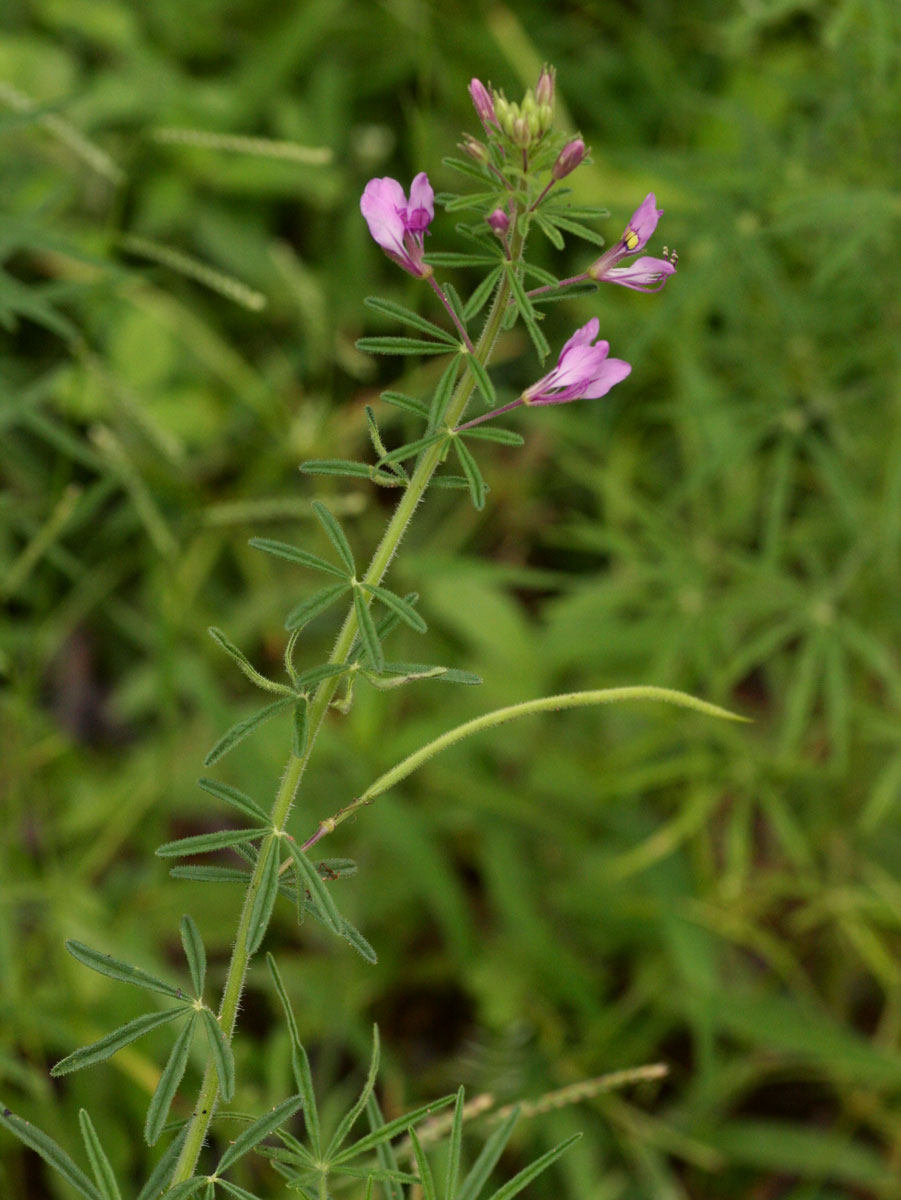 Cleome hirta