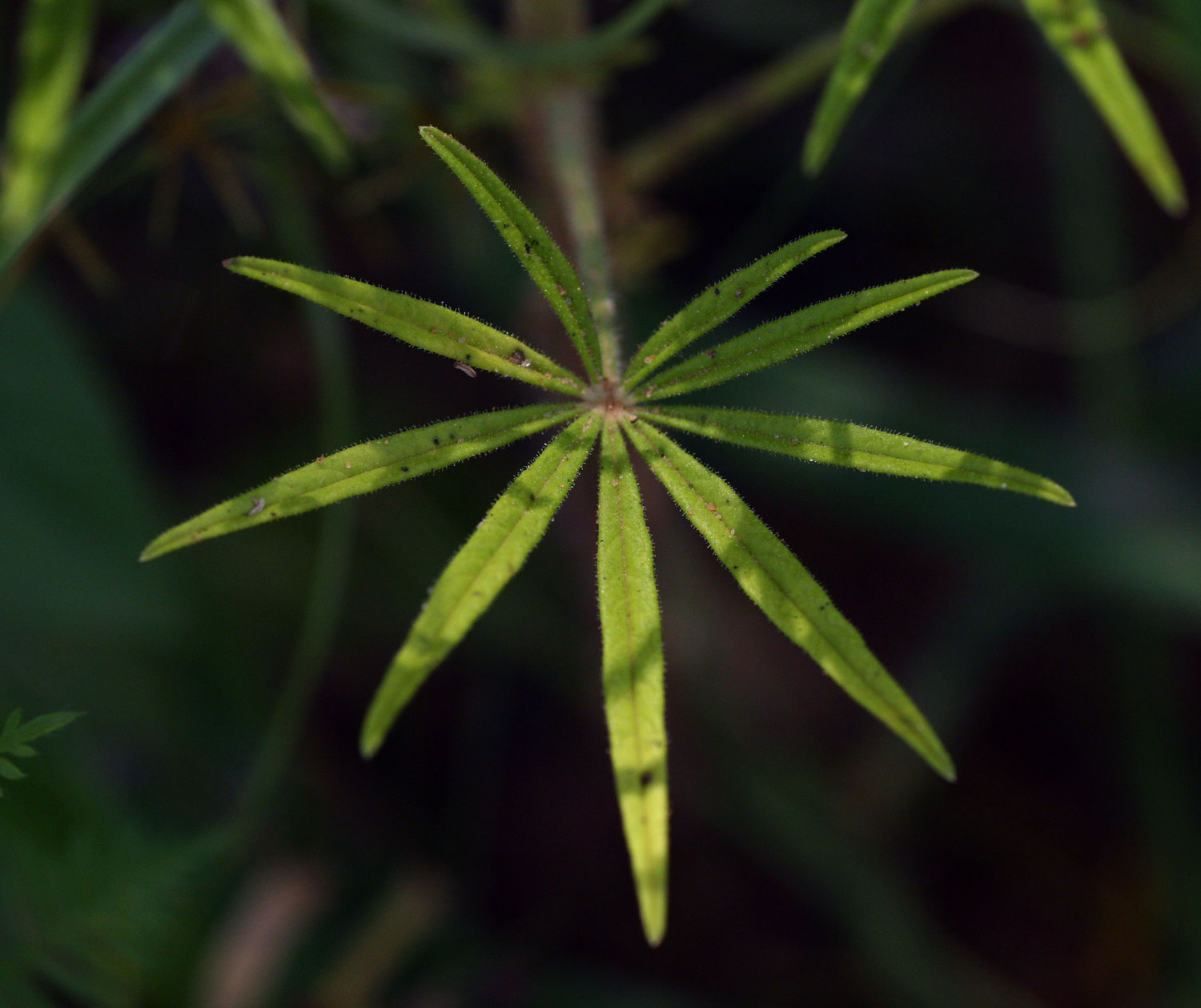 Cleome hirta