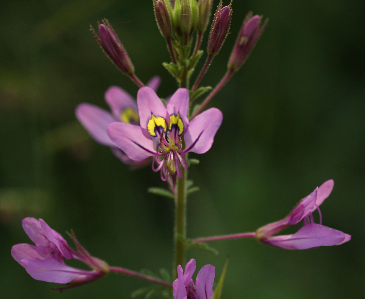 Cleome hirta