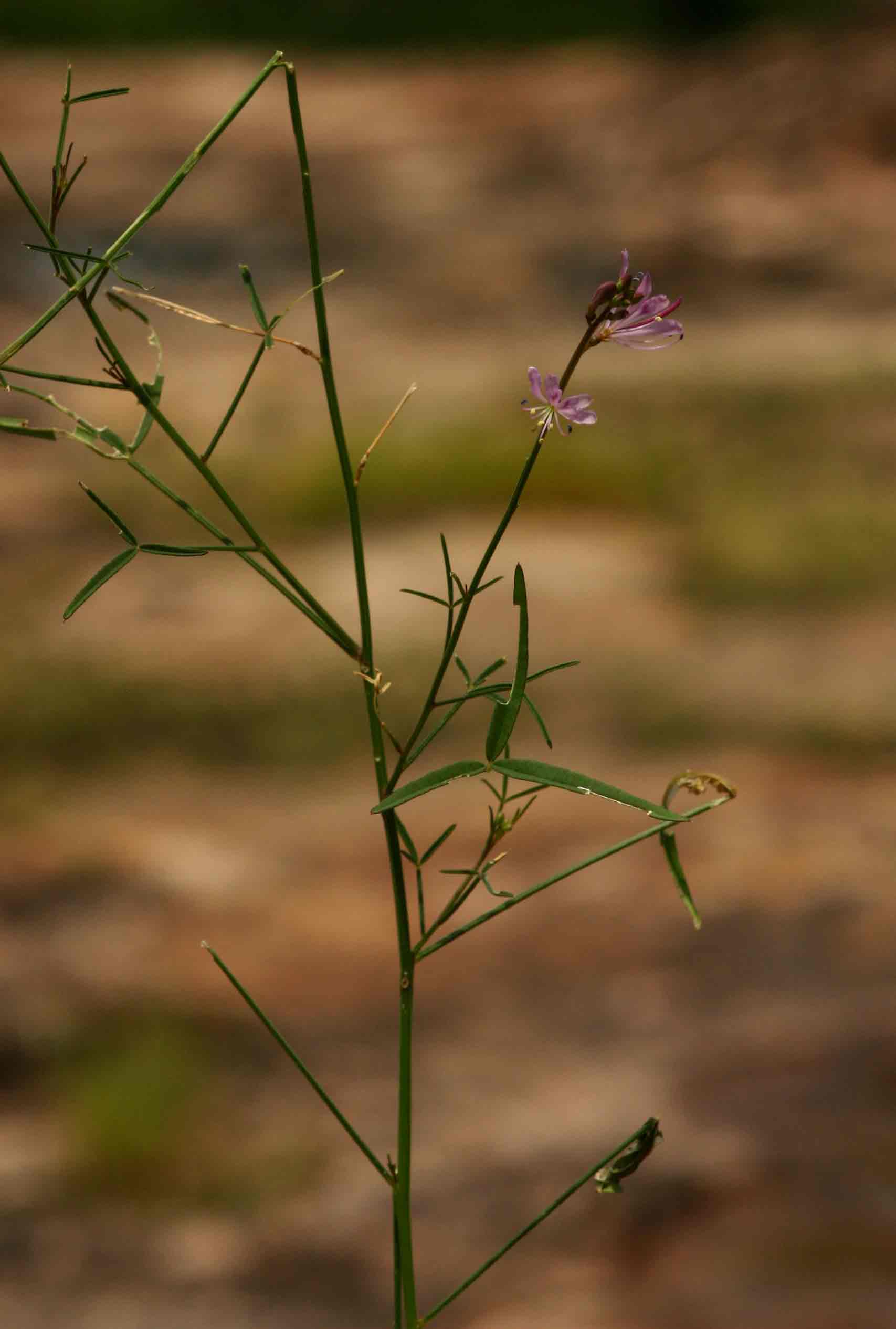 Cleome macrophylla var. macrophylla