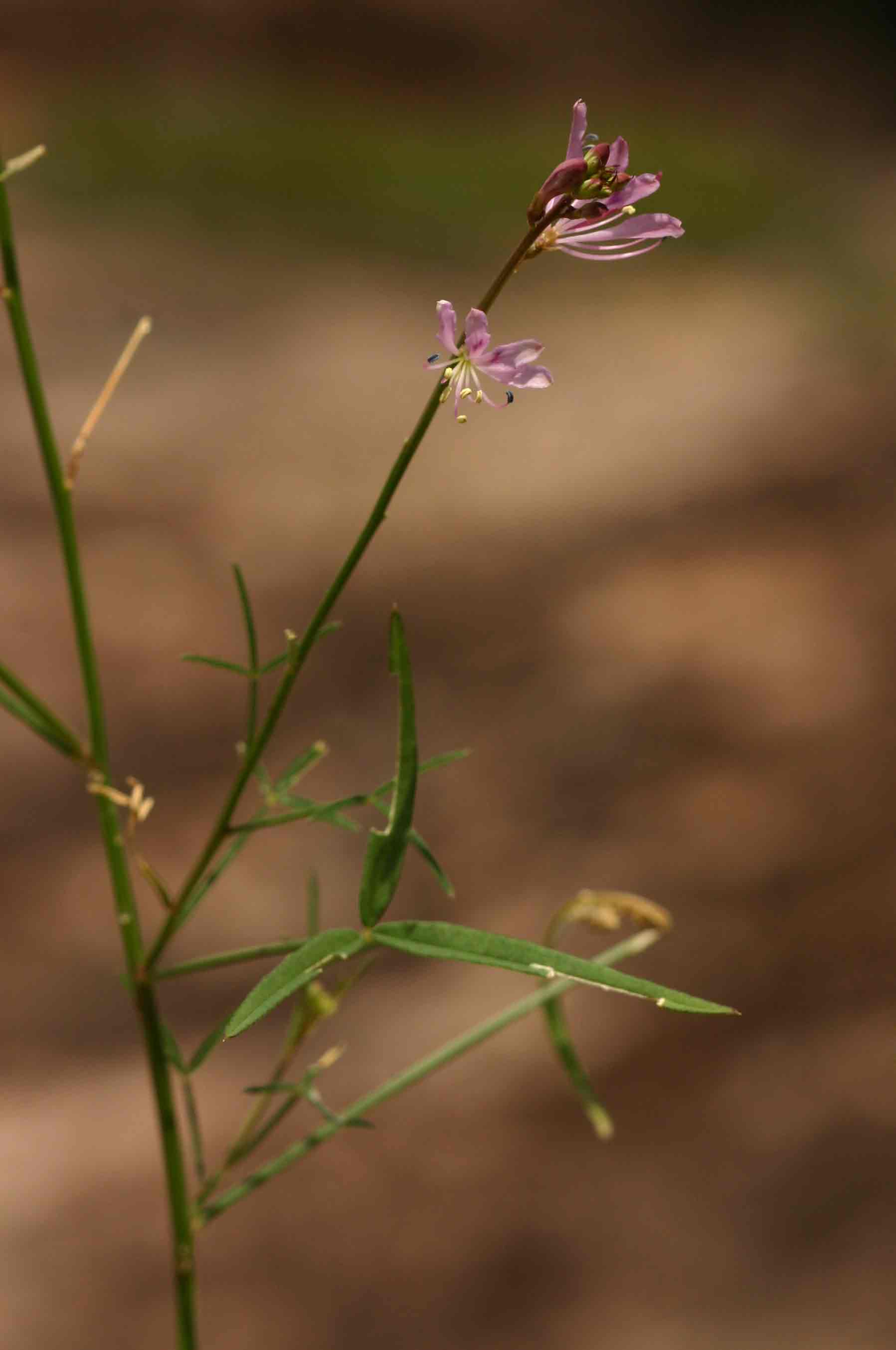 Cleome macrophylla var. macrophylla