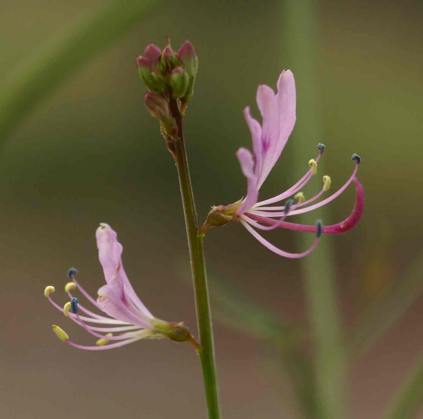 Cleome macrophylla var. macrophylla