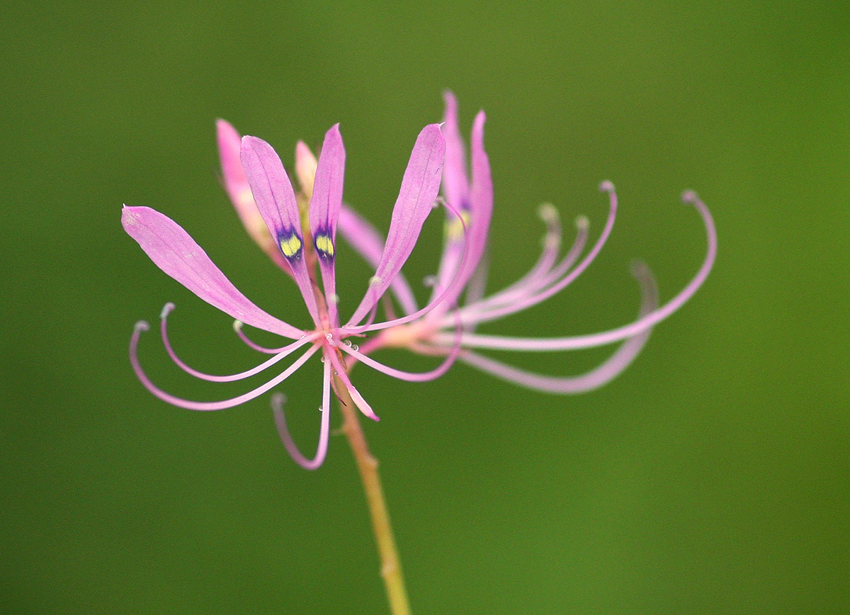 Cleome macrophylla var. macrophylla