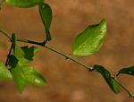 Capparis erythrocarpos var. rosea