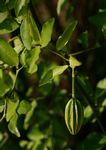 Capparis erythrocarpos var. rosea