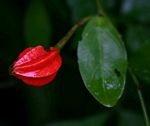 Capparis erythrocarpos var. rosea