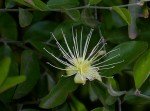 Capparis erythrocarpos var. rosea