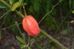 Capparis erythrocarpos var. rosea