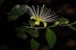 Capparis erythrocarpos var. rosea