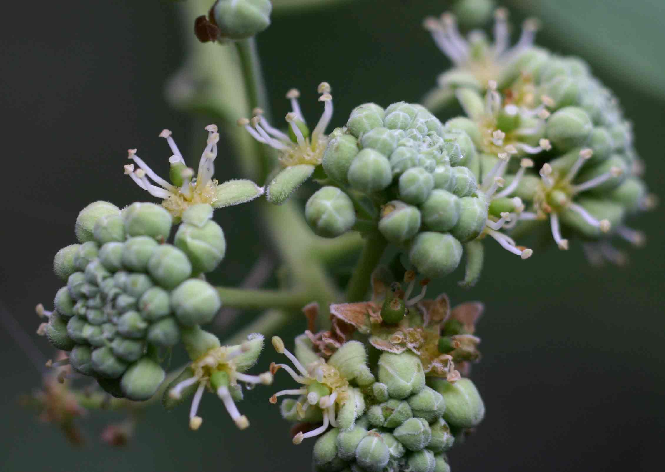 Boscia angustifolia var. corymbosa