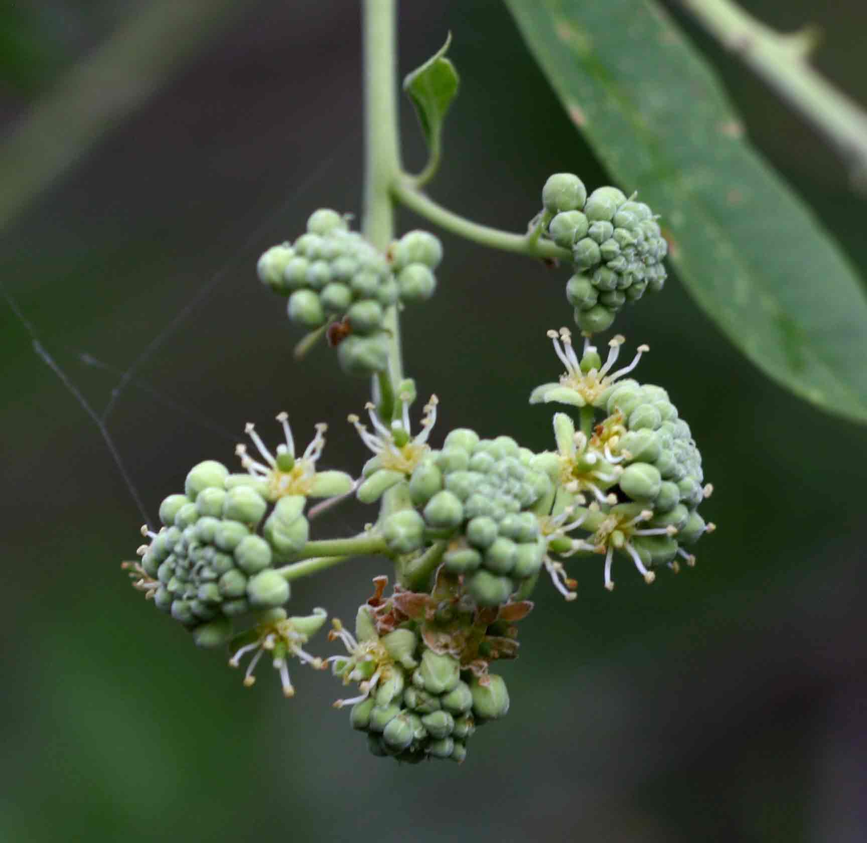 Boscia angustifolia var. corymbosa