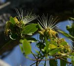 Maerua angolensis