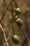 Maerua juncea subsp. juncea