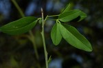 Maerua juncea subsp. crustata