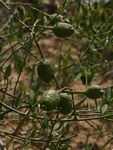 Maerua juncea subsp. crustata