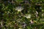 Maerua juncea subsp. crustata