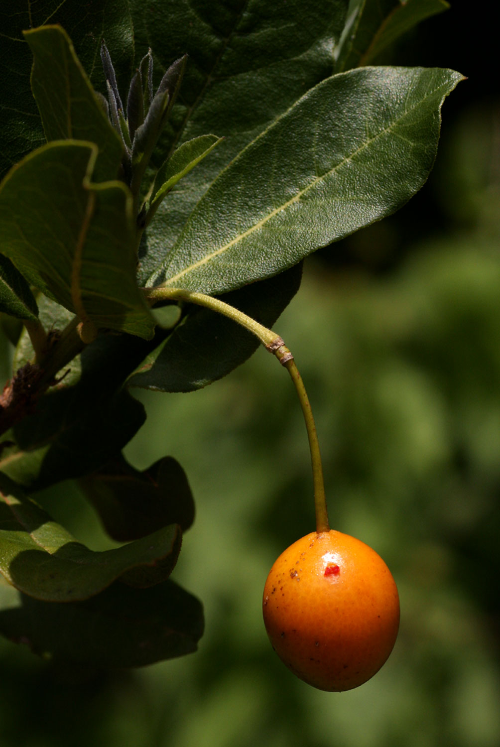 Maerua kirkii