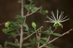 Maerua parvifolia