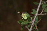 Maerua parvifolia