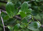 Maerua triphylla subsp. pubescens