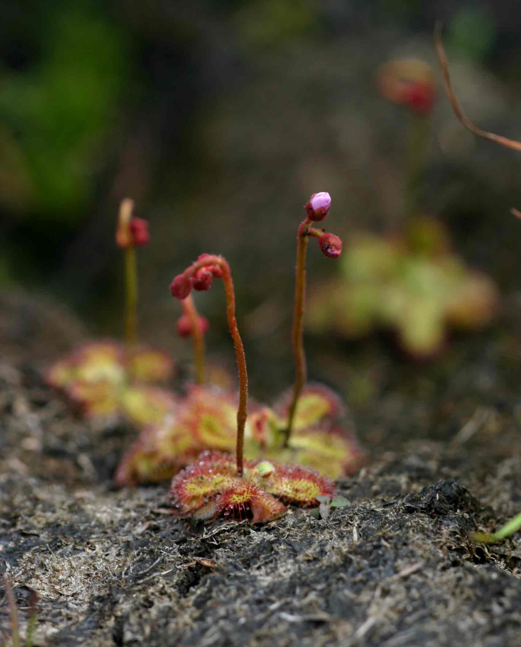 Drosera dielsiana