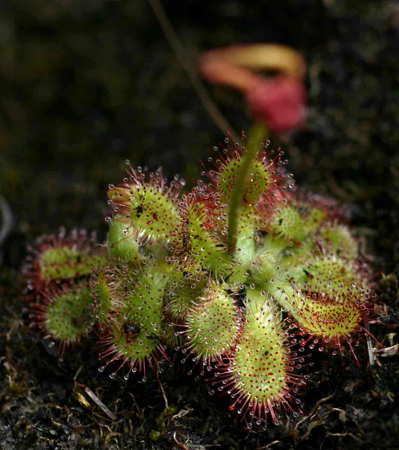 Drosera dielsiana