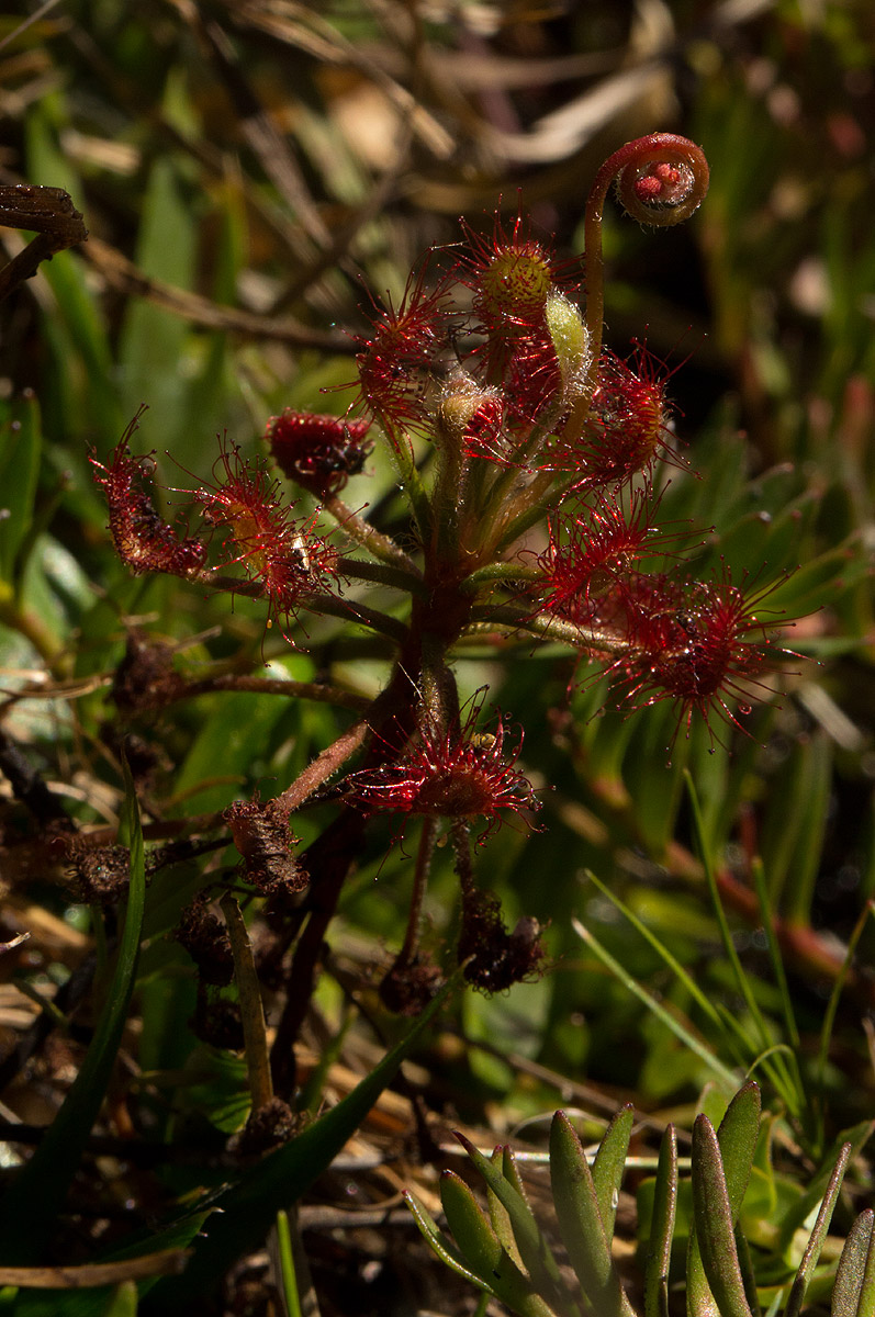 Drosera madagascariensis