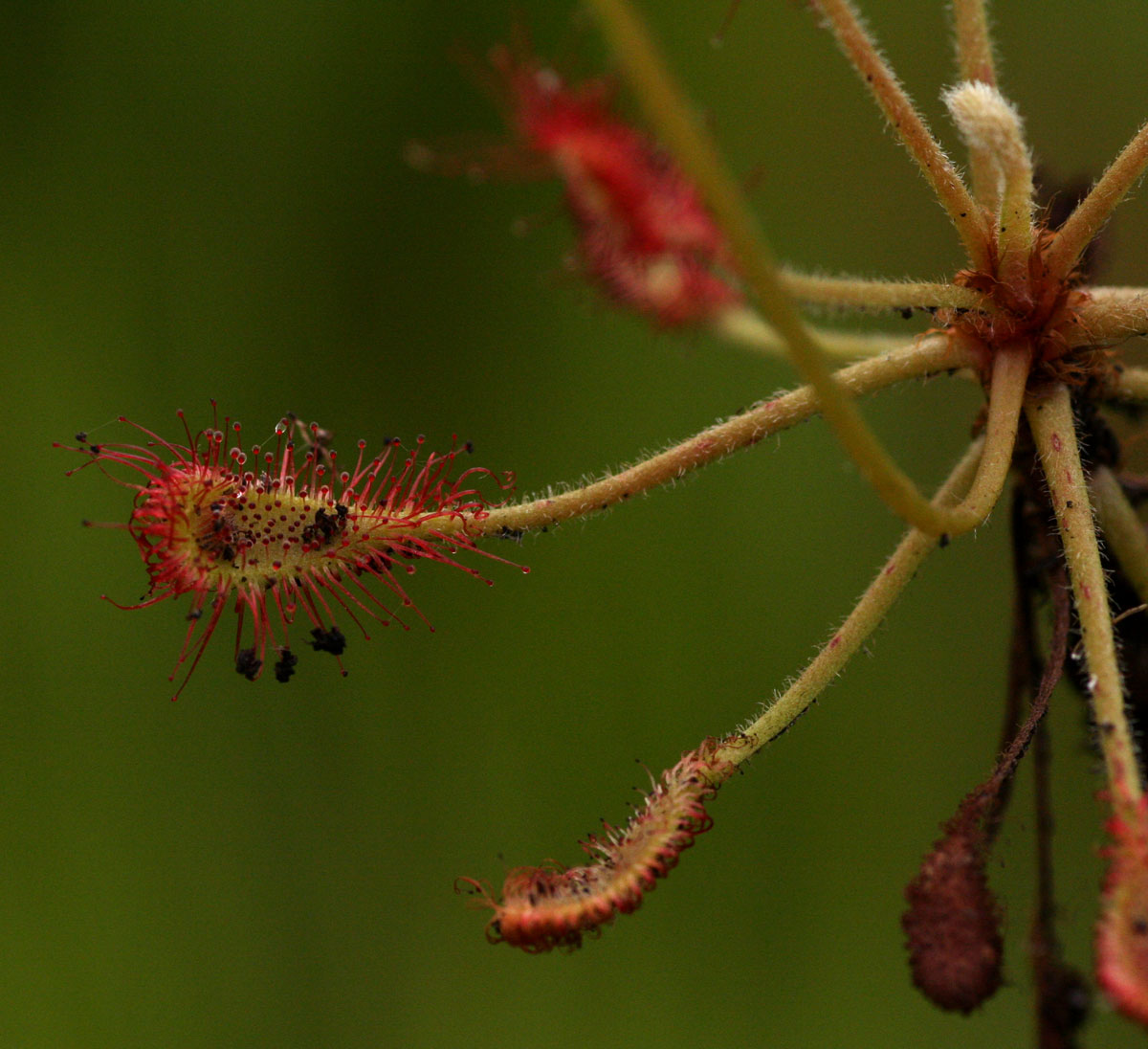 Drosera madagascariensis