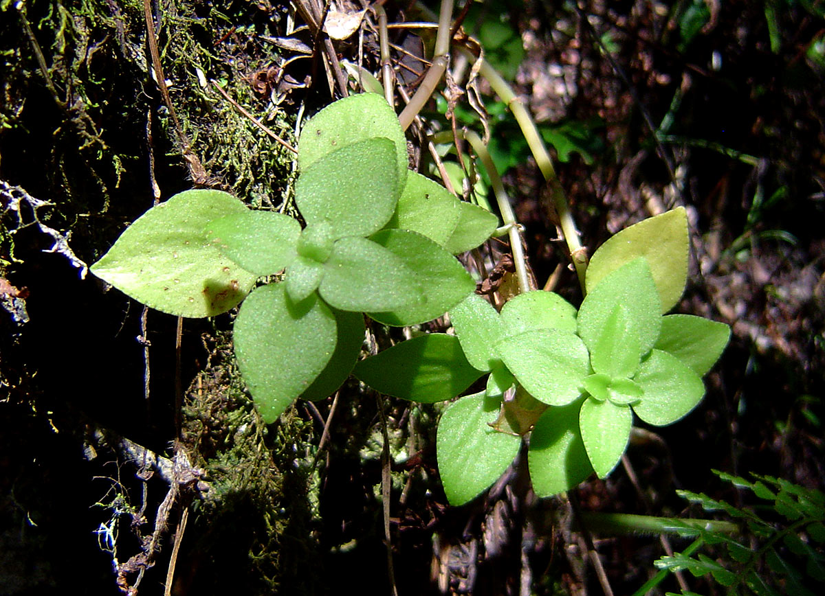 Crassula alticola