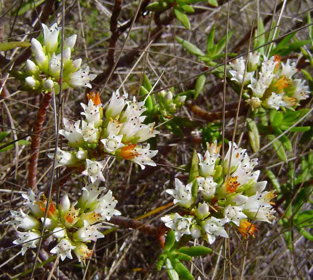 Crassula sarcocaulis subsp. sarcocaulis