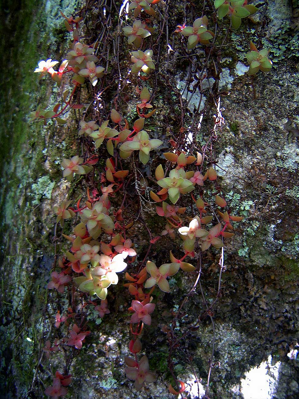 Crassula setulosa var. setulosa