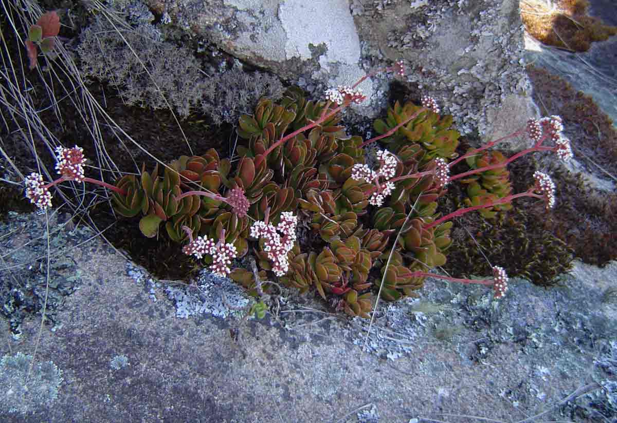 Crassula swaziensis subsp. swaziensis var. swaziensis