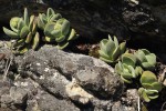 Crassula swaziensis subsp. swaziensis var. swaziensis