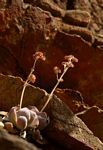 Crassula swaziensis subsp. swaziensis var. swaziensis