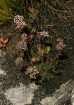 Crassula swaziensis subsp. swaziensis var. swaziensis