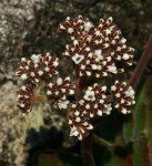 Crassula swaziensis subsp. swaziensis var. swaziensis