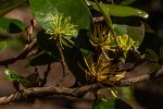 Trichocladus ellipticus subsp. malosanus