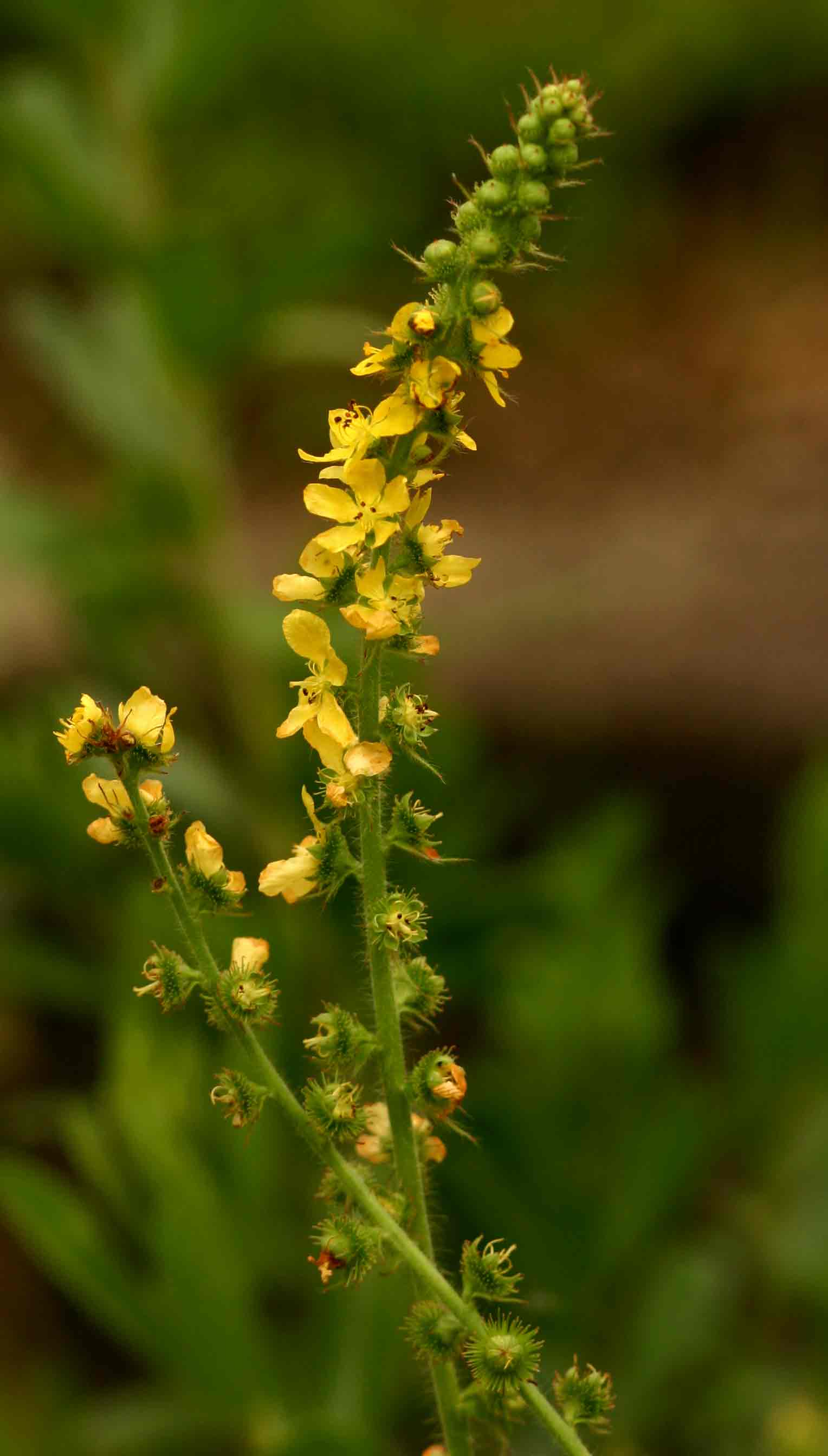 Agrimonia bracteata