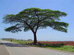 Albizia adianthifolia var. adianthifolia