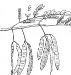 Albizia adianthifolia var. adianthifolia