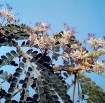 Albizia adianthifolia var. adianthifolia