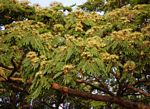 Albizia adianthifolia var. adianthifolia