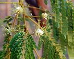 Albizia adianthifolia var. adianthifolia